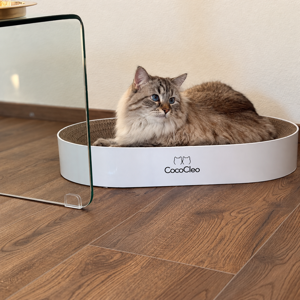 Katze liegt entspannt auf Kratzbett