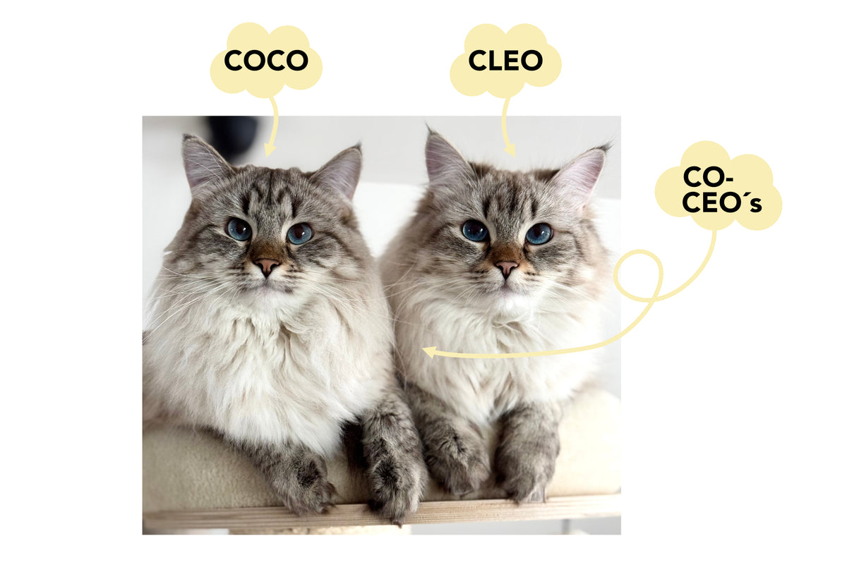 CocoCleo Katzenmöbel – Katzenlogo mit zwei Katzenköpfen